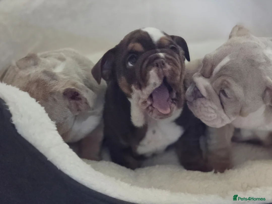 English Bulldog dogs for sale: ✨ English Bulldog Puppies Exceptional Bloodlines ✨ - Advert 24