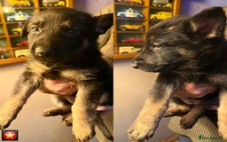 German Shepherd dogs for sale: German Shepard puppies  - Advert 4