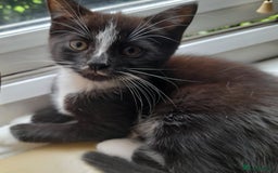 Mixed Breed cats for sale: Bezutiful kittens, looking fir their forever home. - Image 3