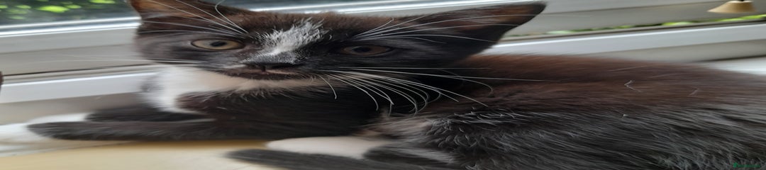 Mixed Breed Kitten 2