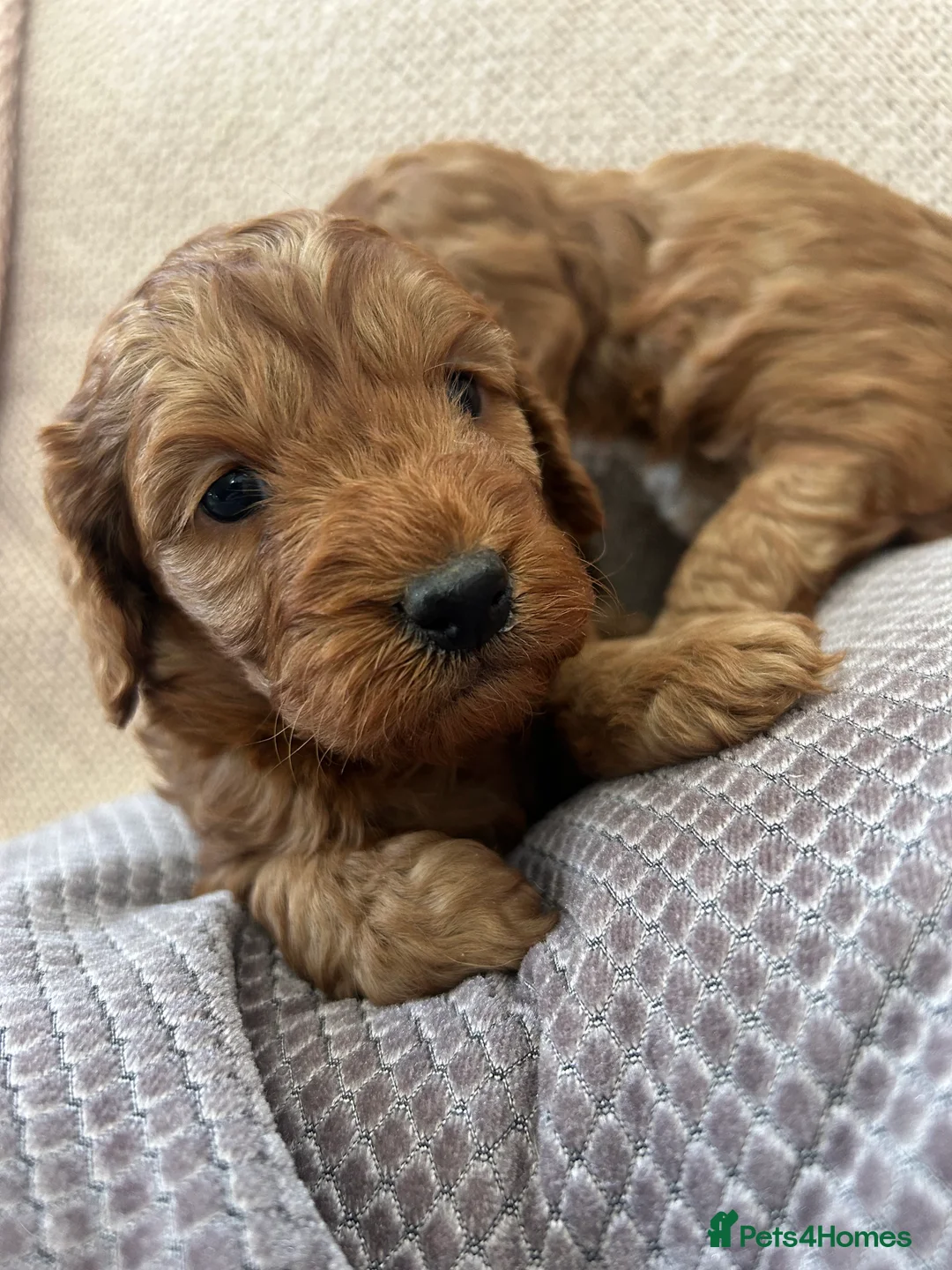 Cockapoo dogs for sale: 🐶Exceptional dark red toy cockapoos🐶 - Advert 9