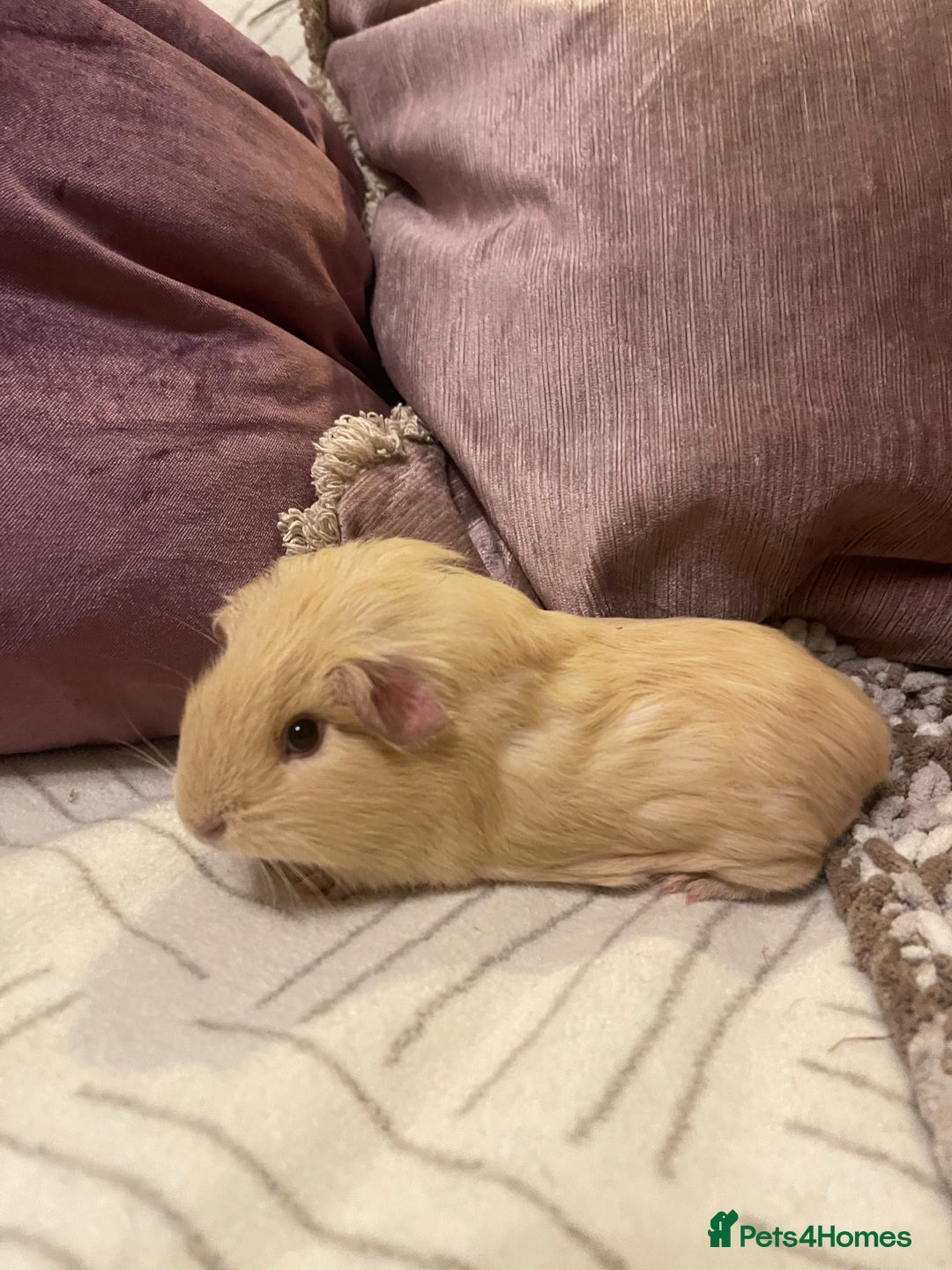 Guinea Pig rodents for sale: Guinea pigs for sale  - Advert 4