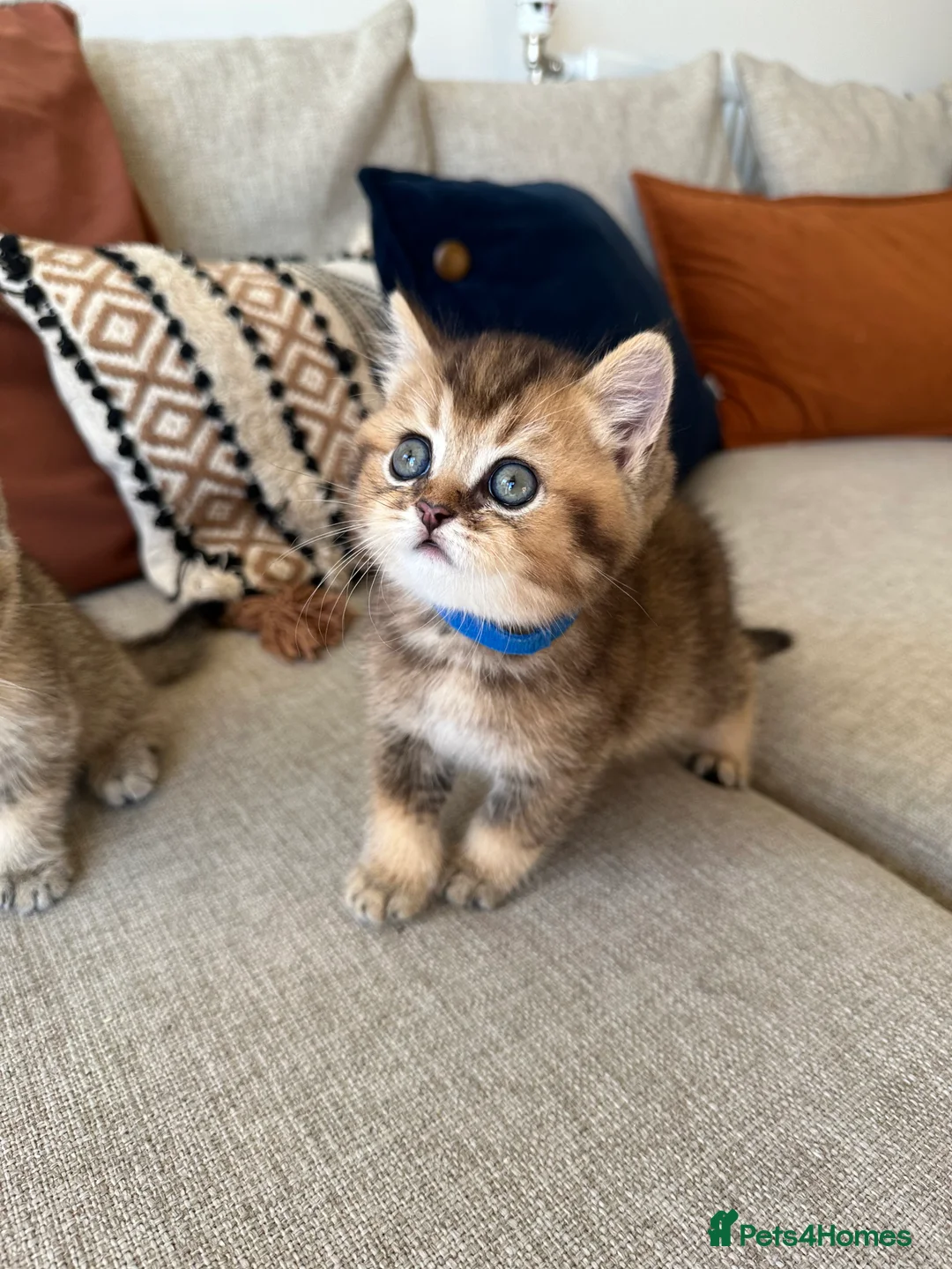 British Shorthair cats for sale: Cinnamon X Golden British Shorthairs - Advert 3