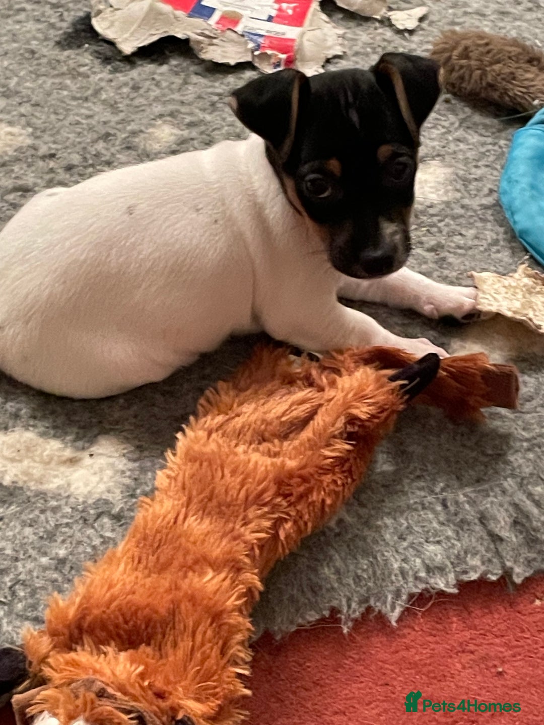 Jack Russell dogs for sale: Jack Russell puppies 8 weeks old - Advert 7