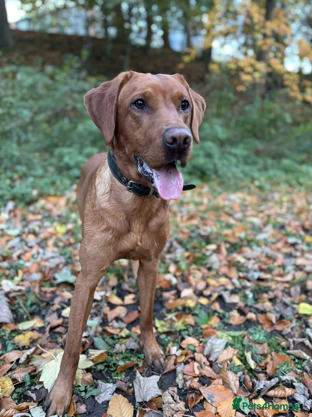 Labrador Retriever dogs for stud: Red fox lab - Advert 2