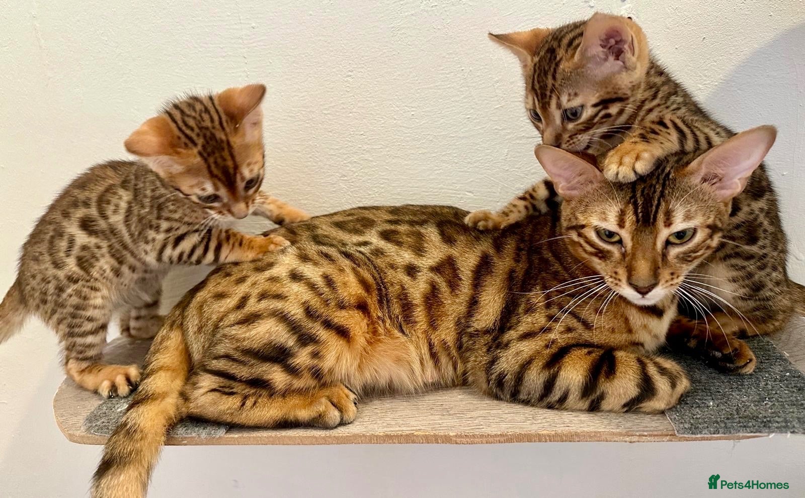Bengal cats 3 pure bengals boys available  - Advert 18