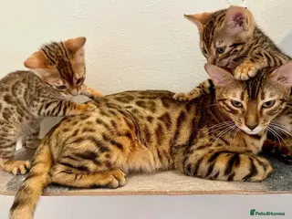 Bengal cats 3 pure bengals boys available - Advert 8