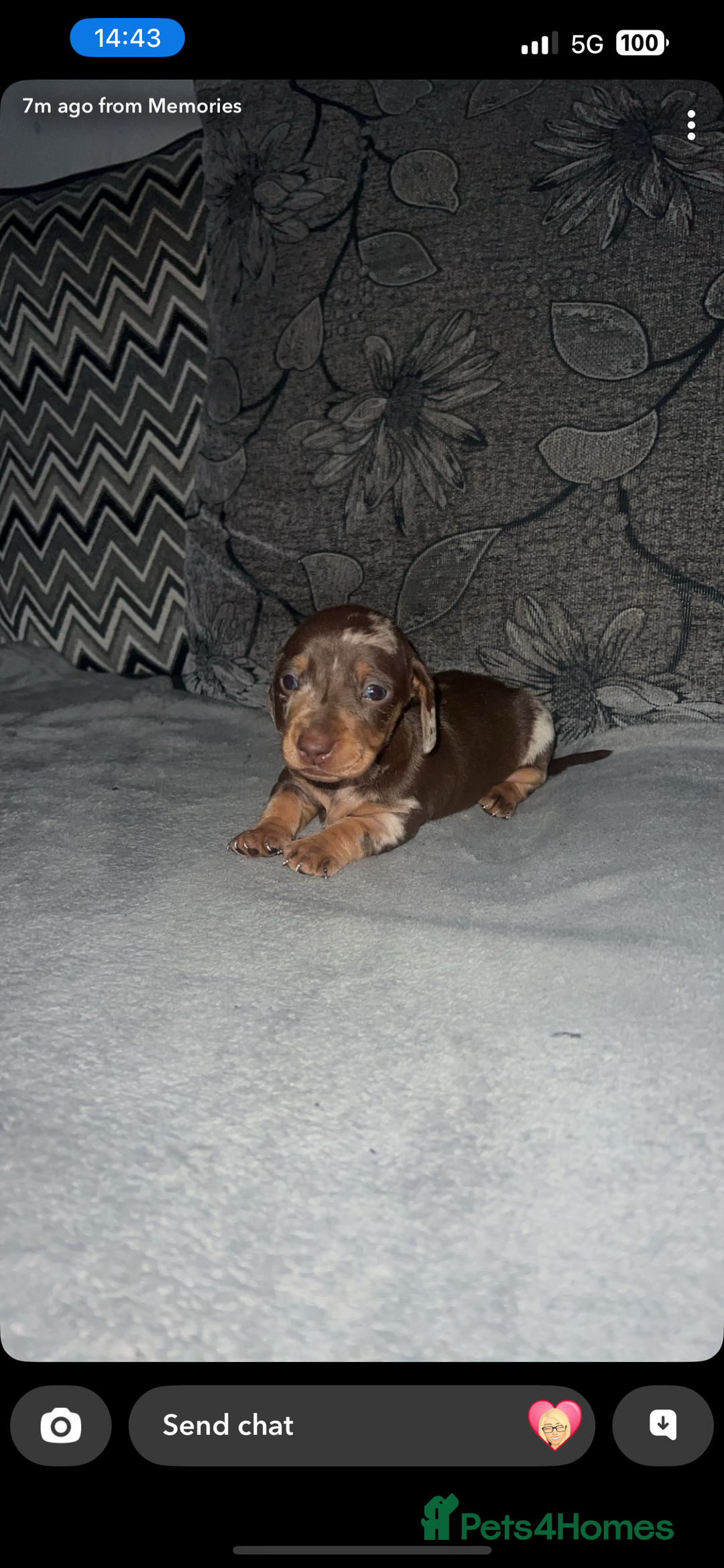 Miniature Dachshund dogs for sale: Mini dauchunds puppies - Advert 25