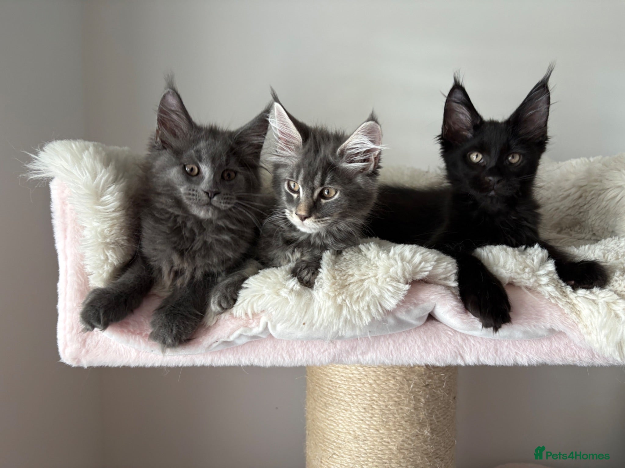 Maine Coon cats 🐈🐈‍⬛ Russian/European Bloodline Kittens 💕🐱 - Advert 11