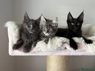 Maine Coon cats 🐈🐈⬛ Russian/European Bloodline Kittens 💕🐱 - Advert 11