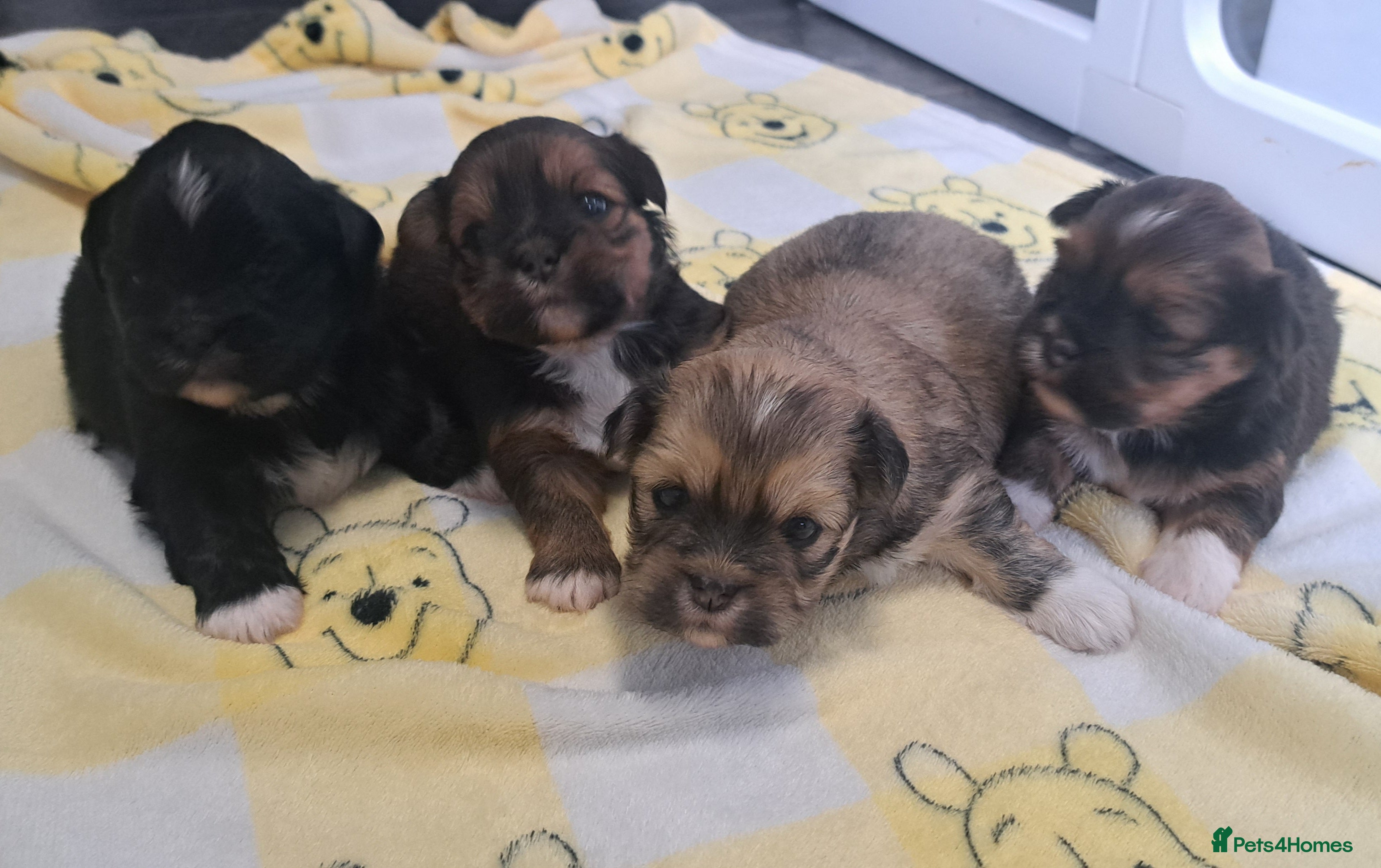 Lhasa Apso dogs Gorgeous Lhasa apso pups 🐶 😍  - Advert 1