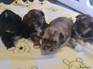 Lhasa Apso dogs Gorgeous Lhasa apso pups 🐶 😍 - Advert 1