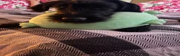 Russian Black Terrier dogs for sale: 5/6months old Black Russian terrier female  - Advert 5