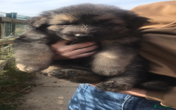 German Shepherd dogs for sale: Wow.Beautiful Homebred German Shepherd Puppies - Image 16