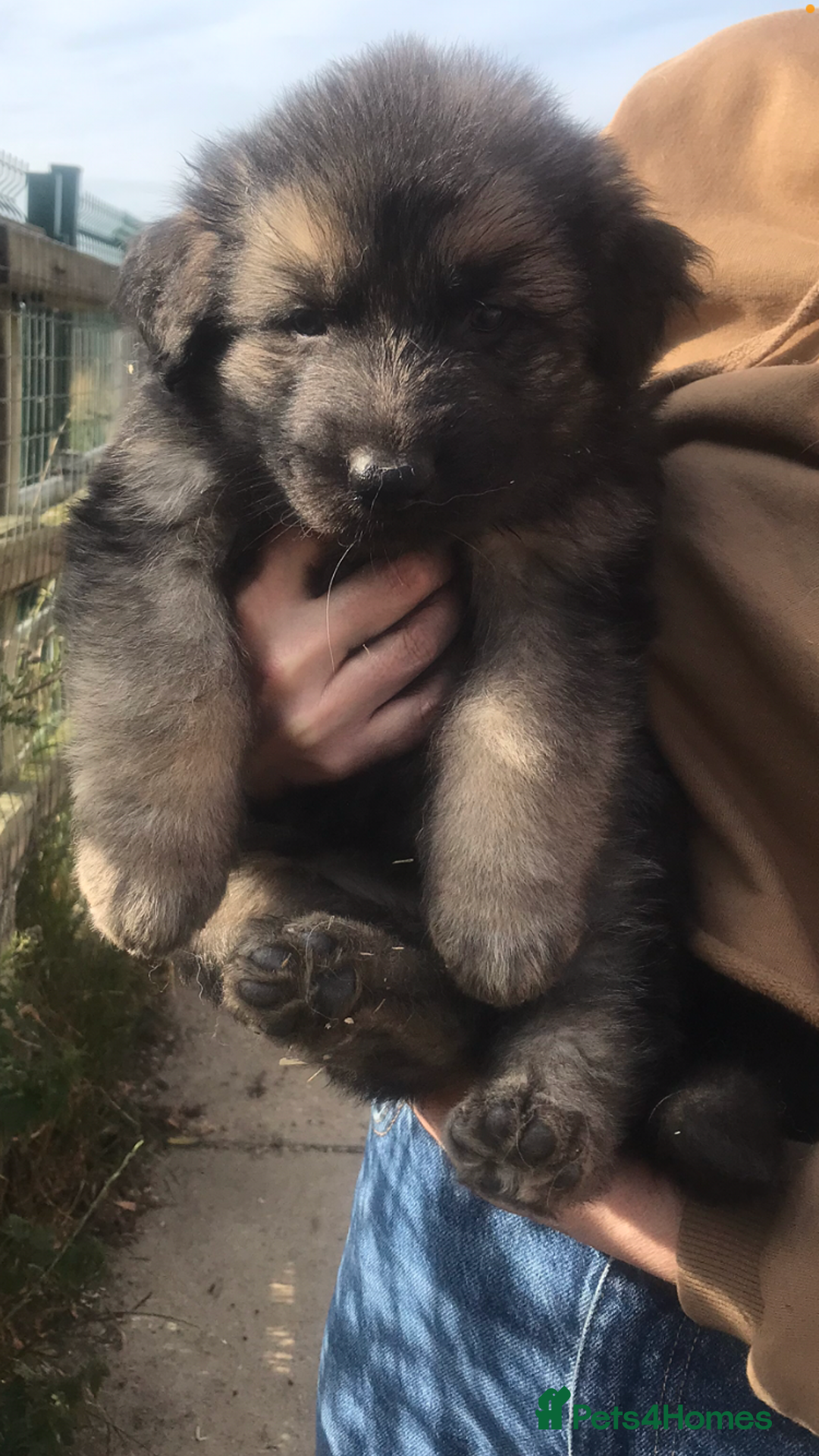 German Shepherd dogs for sale: Wow.Beautiful Homebred German Shepherd Puppies - Image 16