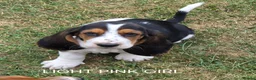 Basset Hound dogs for sale: KC BASSET HOUND PUPPIES  - Advert 3