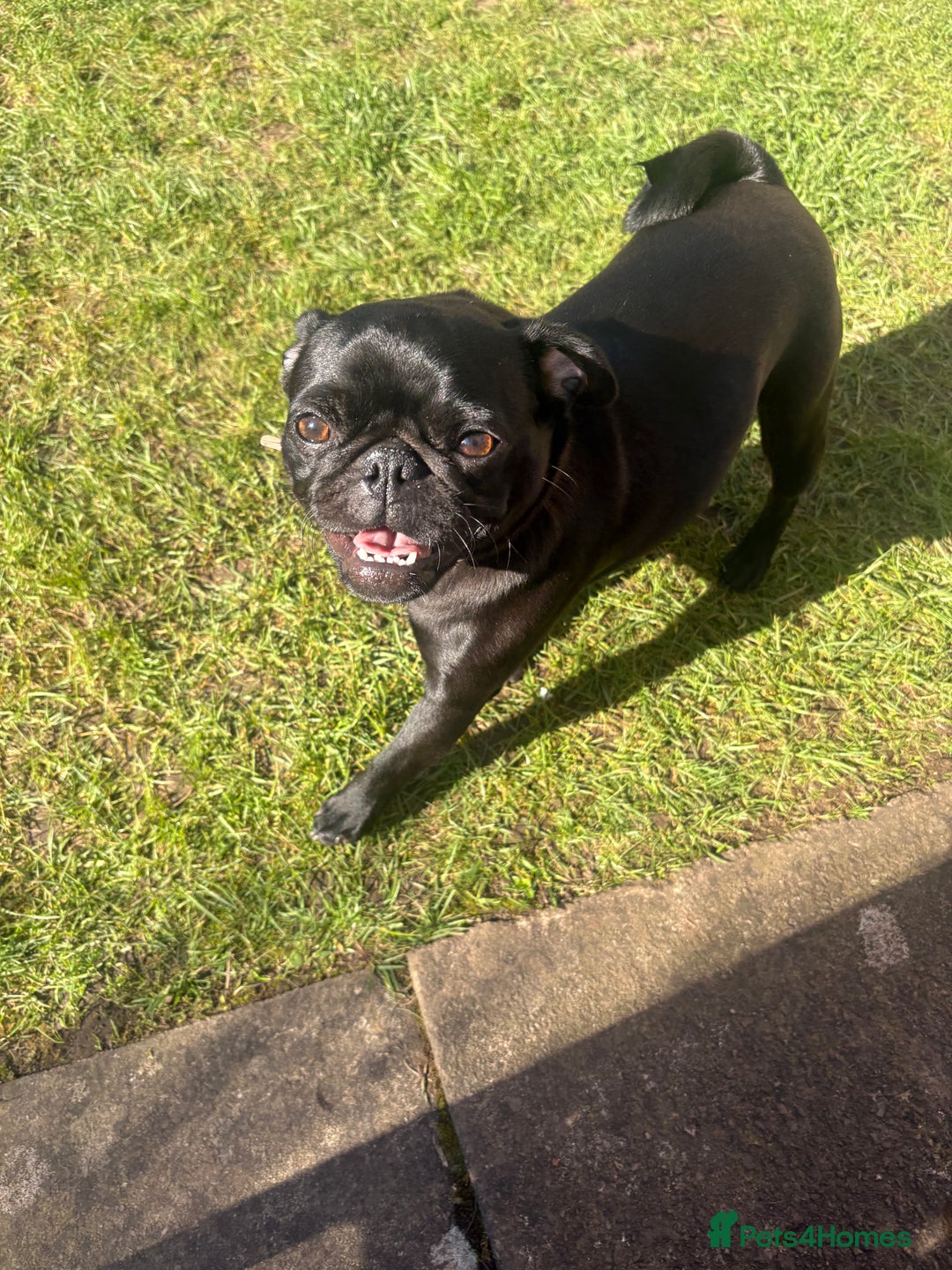 Pug dogs for sale: Beautiful pug sadly for sale - Image 4