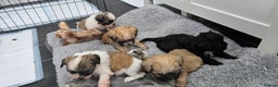Malshi dogs for sale: Shih Tzu x Malshi Pups - Advert 19