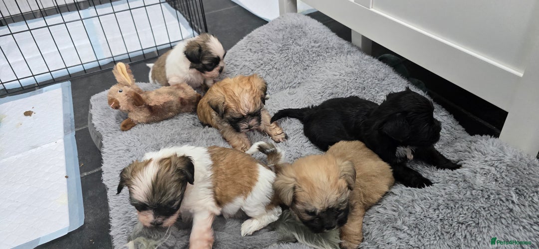 Malshi dogs for sale: Shih Tzu x Malshi Pups - Advert 19