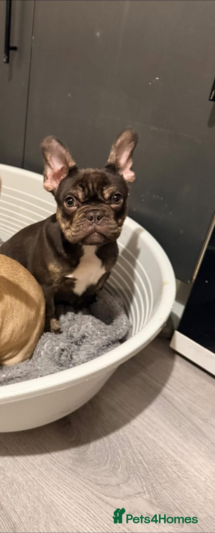 French Bulldog dogs CHOC BRINDLE MALE AVAILABLE  - Advert 20