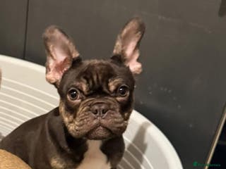 French Bulldog dogs CHOC BRINDLE MALE AVAILABLE - Advert 17