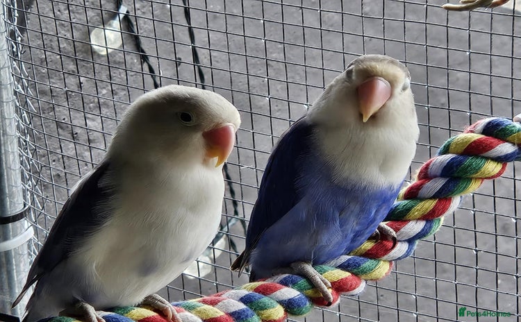 Lovebirds birds - Advert 2