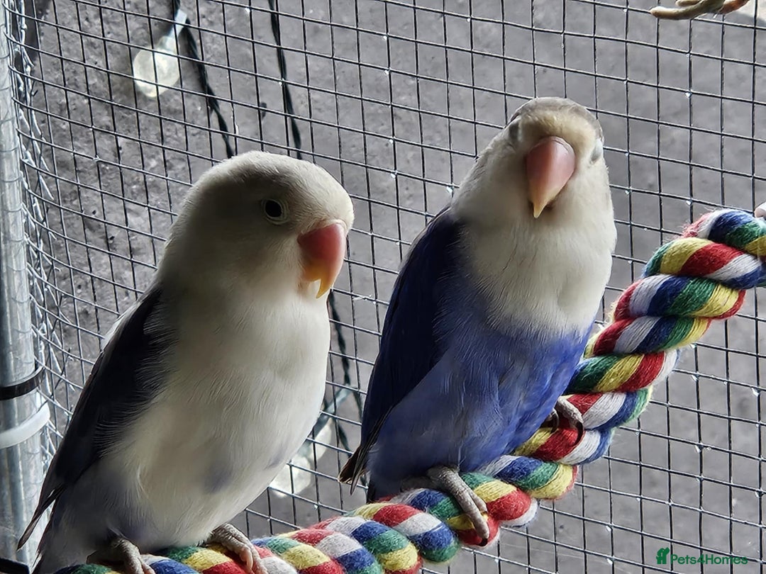 Lovebirds birds for sale: Established breeding pair of love birds - Image 1