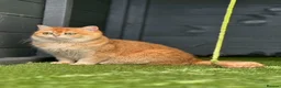 British Shorthair cats for sale: Golden British Shorthair Kittens - Reg & Licensed - Advert 8