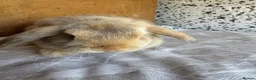 Mini Lop rabbits for sale: mini lop - Advert 3