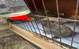 Mini Lop rabbits for sale: 8 beautiful lops  - Image 16