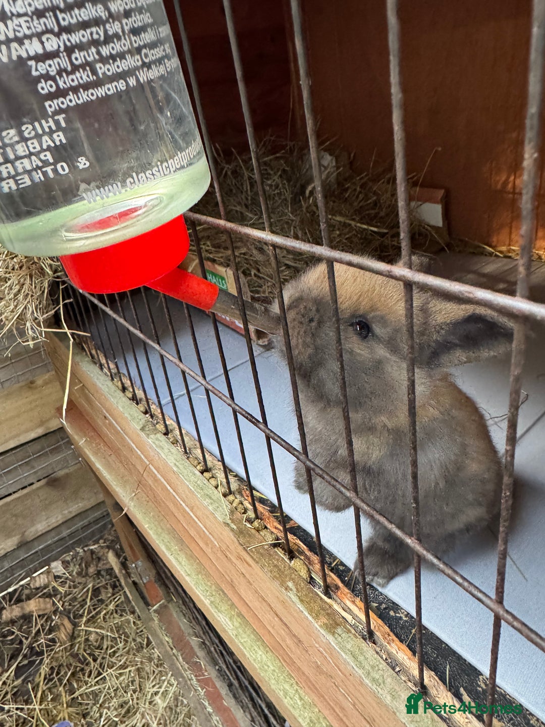 Mini Lop rabbits for sale: 8 beautiful lops  - Image 16