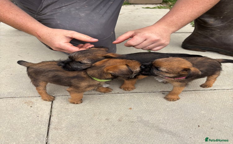 Border Terrier dogs - Advert 2
