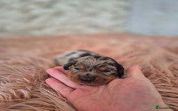 Dachshund dogs for sale: Miniature dachshund puppies PRA CLR - Image 18