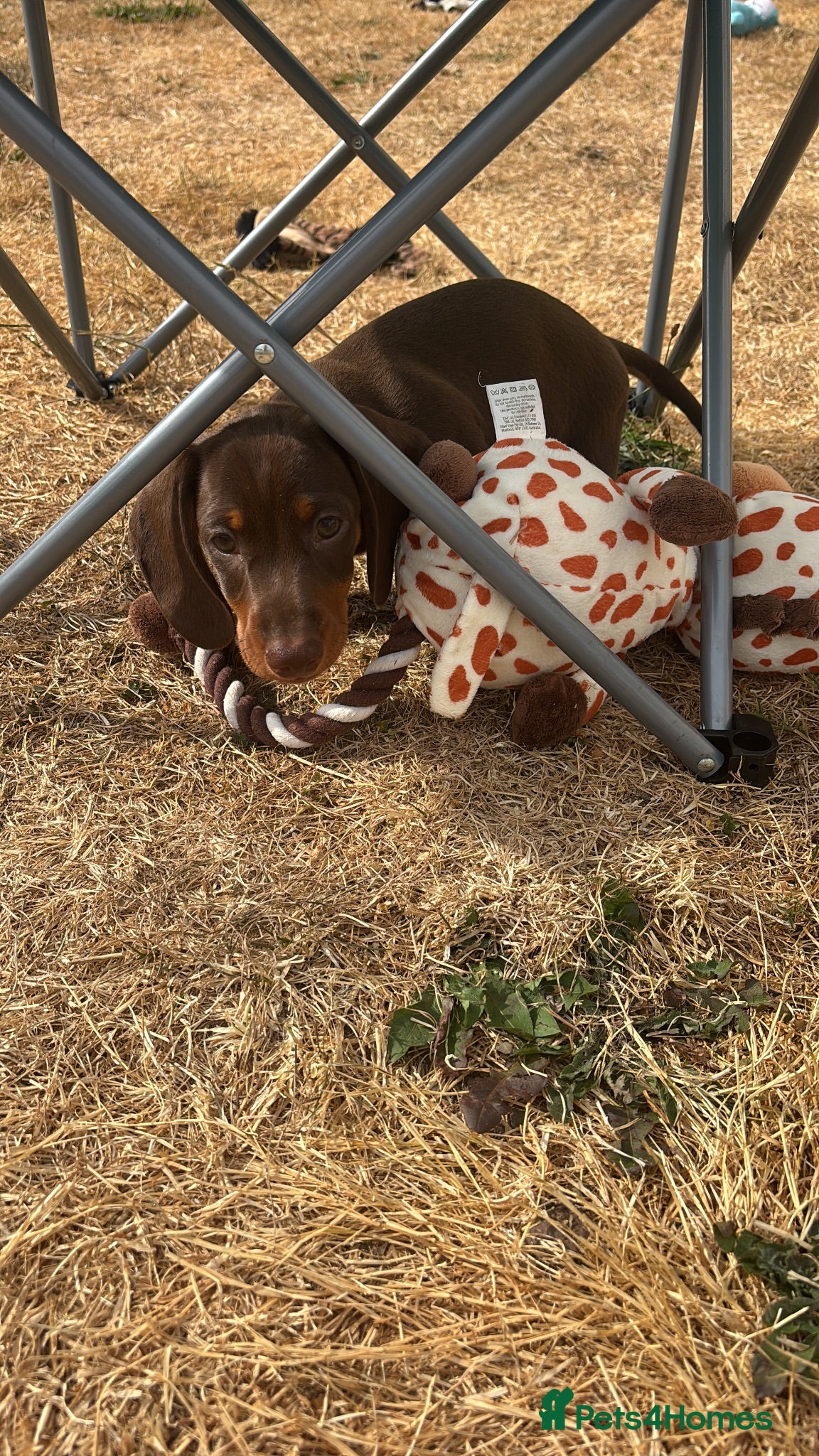 Miniature Dachshund dogs Superb quality KC registered Miniature Dachshunds - Advert 2