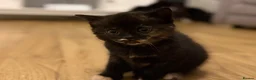 Domestic Shorthair cats for sale: 2 calico female kittens ready to reserve  - Advert 10
