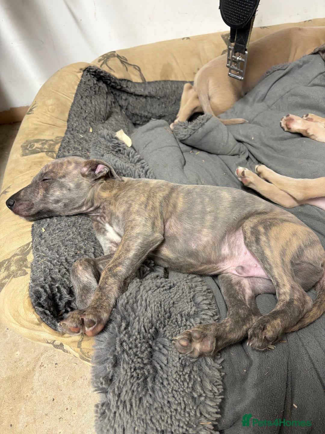 Mixed Breed dogs for sale: Bedlington whippet puppies  - Advert 8