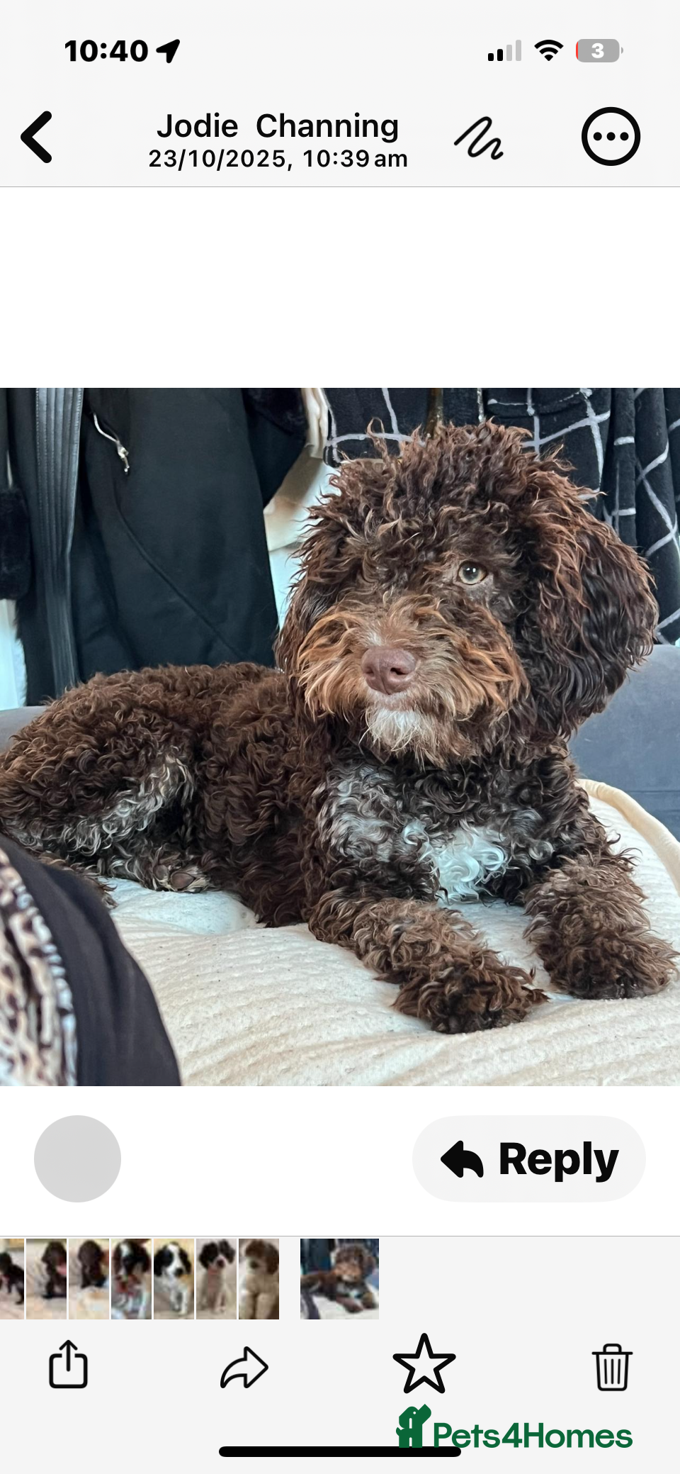 Cockapoo dogs Cockapoo f2 type - Advert 10