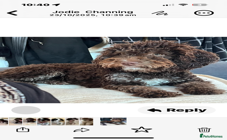 Cockapoo dogs - Advert 6