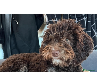 Cockapoo dogs - Advert 6