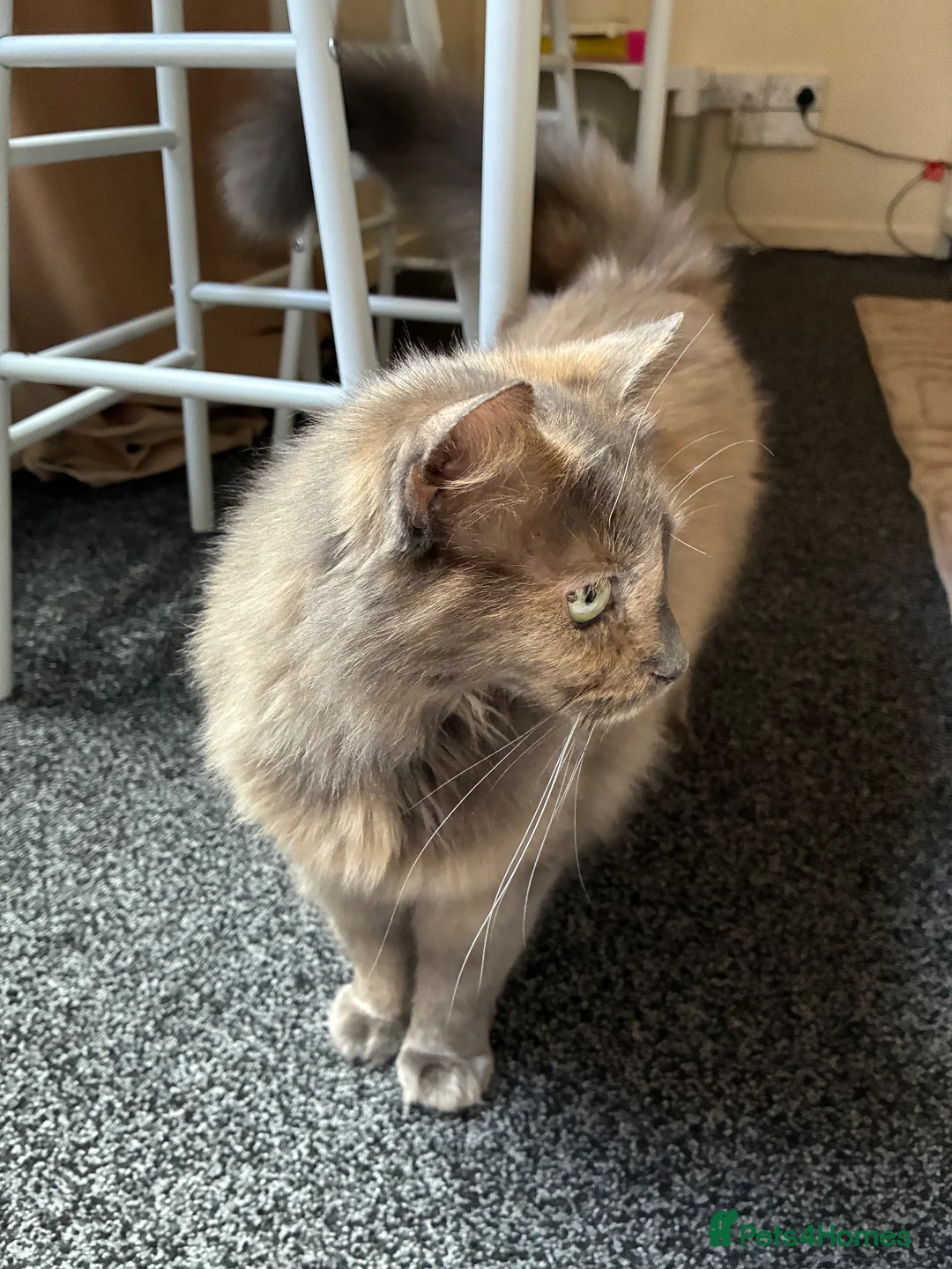 Mixed Breed cats for sale: My gorgeous 11 year old Patchy (female) cat - Advert 8