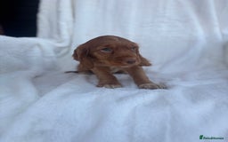 Cocker Spaniel dogs for sale: Gorgeous red cocker spaniels puppies  - Image 10