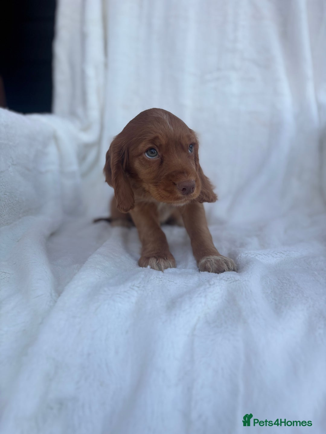 Cocker Spaniel dogs for sale: Gorgeous red cocker spaniels puppies  - Image 10