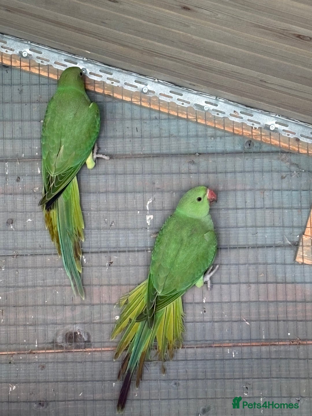 Ringnecks birds for sale: Baby ringneck for sale - Advert 1