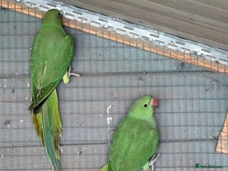 Ringnecks birds Baby ringneck for sale - Advert 1