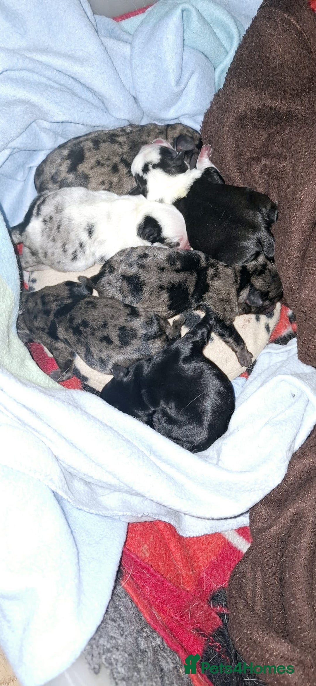 Pug dogs for stud: Kc registered tiny black pug for stud - Image 9