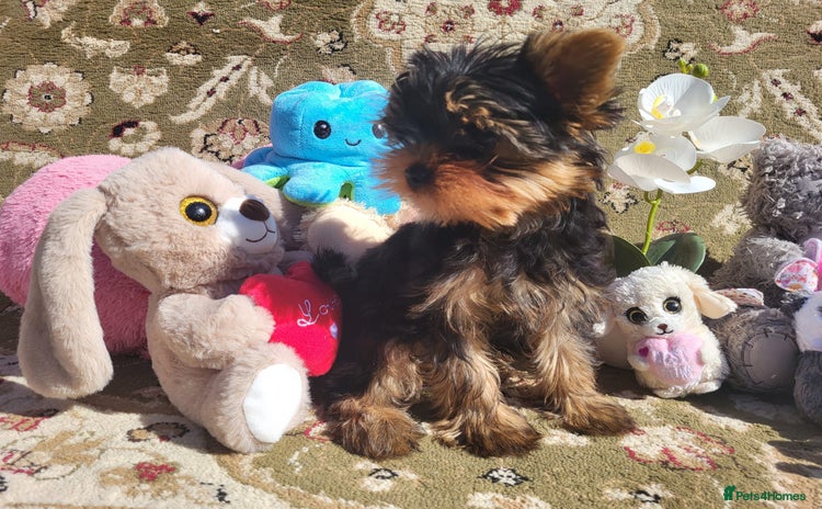 Yorkshire Terrier dogs - Advert 12