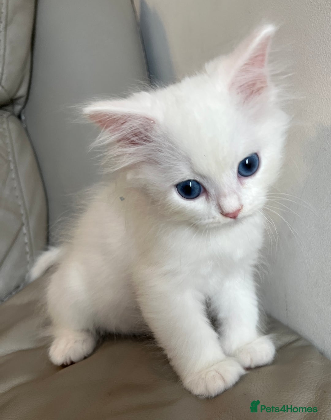 Siberian cats for sale: Pure White Siberian kittens. Ready Now.  - Image 10