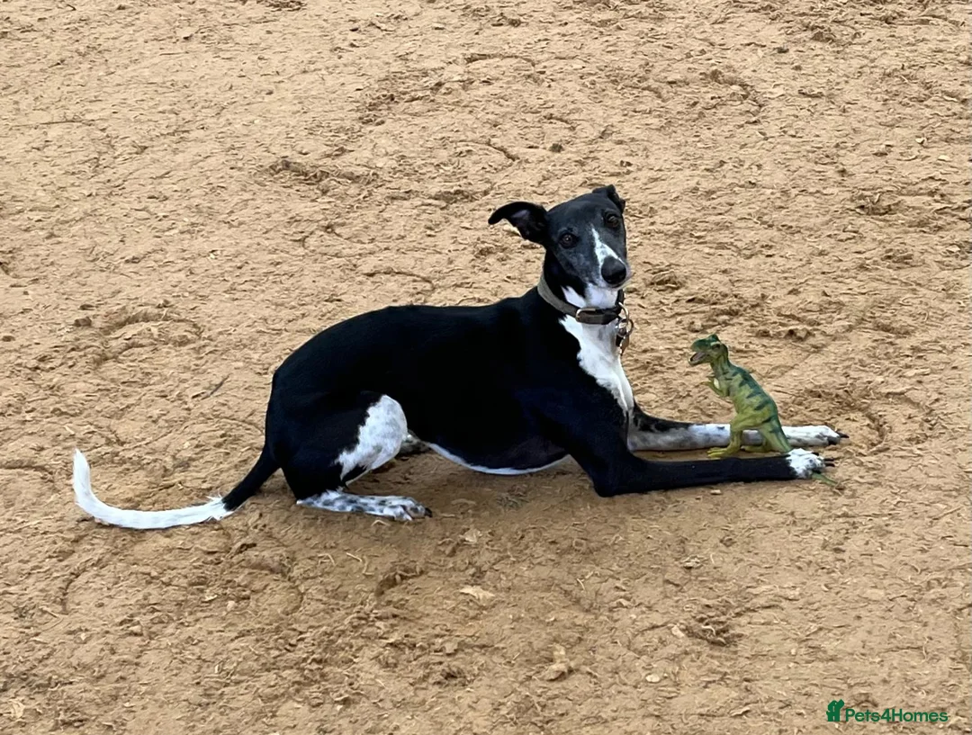 Whippet dogs for sale: Gorgeous whippet puppies  - Advert 6