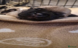 Frug dogs for sale: 6 beautiful frug puppies.  - Image 8