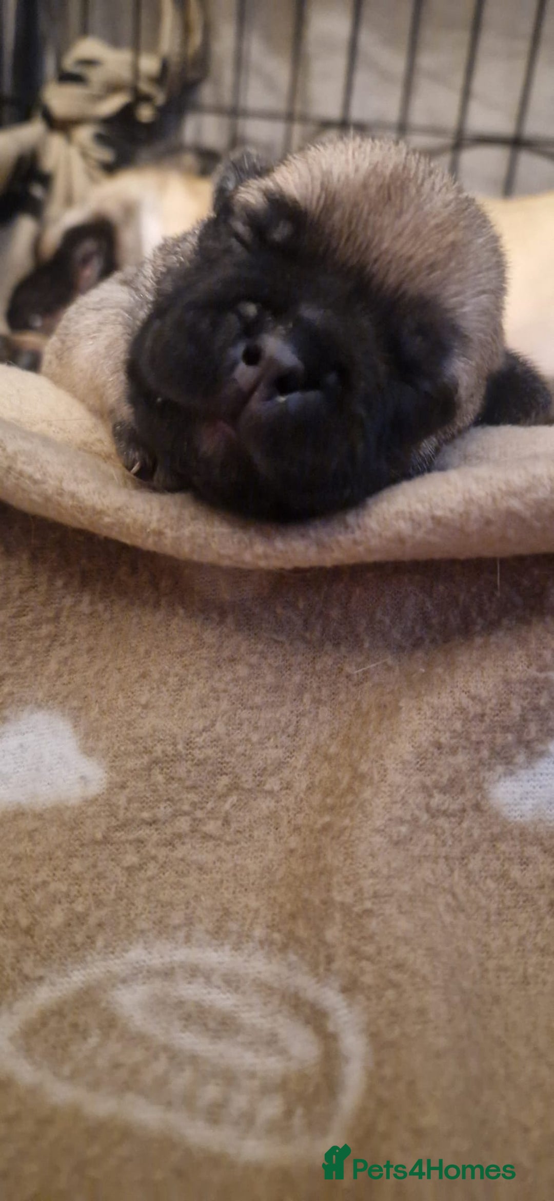 Frug dogs for sale: 6 beautiful frug puppies.  - Image 8